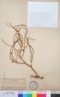 Specimen thumbnail
