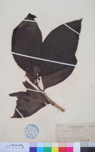 Specimen thumbnail